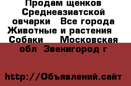 Продам щенков Среднеазиатской овчарки - Все города Животные и растения » Собаки   . Московская обл.,Звенигород г.
